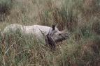 Chitwan National Park